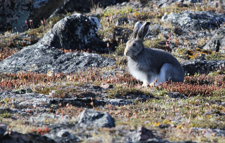 071 Arctic hare1